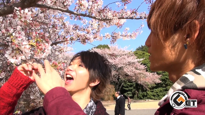 桜の下で愛が深まるRIKUとMISAKIの濃厚ホテルセックス